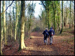 Walking Cotswold Way through the woodland to the north of Coaley Peak .